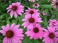 Echinacea Herb Extract 2