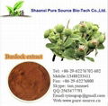 Burdock Extract