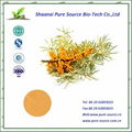 Fructus Hippophae P.E/ sea buckthorn extract powder  Sea buckthorn flavone 5%    2