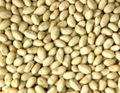 BLANCHED PEANUTS