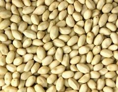 BLANCHED PEANUTS