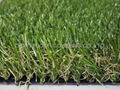 High quality of landscaping grass with