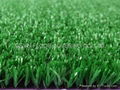 Leisure grass 