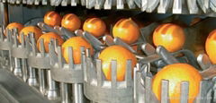 CITRUS FRUIT PROCESS PLANT