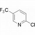 2-chloro-5-(trifluoromethyl) Pyridine