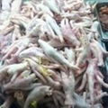 Chicken Feet and Paw for Sale