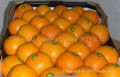 Fruit, Fresh Valencia Oranges 1