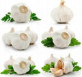 fresh mormal white garlic 1