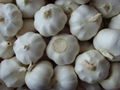 normal white garlic 1