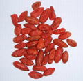 Dried Goji Berries 1