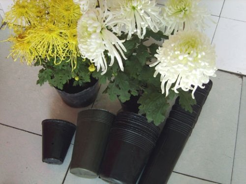 plastics plant container