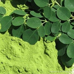 Moringa Oleifera leaves