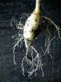 Moringa Roots for sale 1