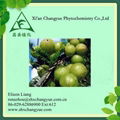 100% Natural Amla Powder Extract