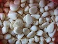 IQF garlic dices 1