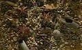 Dried Cloves Spice for sale 1