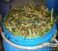 Corn sialge for animal bedding