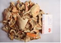 Dried Crab Shell 1