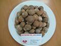 Dried Betel Nuts 1