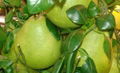 Fresh Pomelo Sale 3