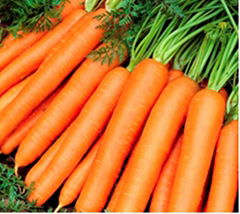 Fresh Carrots