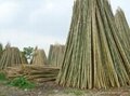 Bamboo poles 4