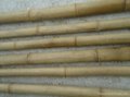 Rolled bamboo fencing 2