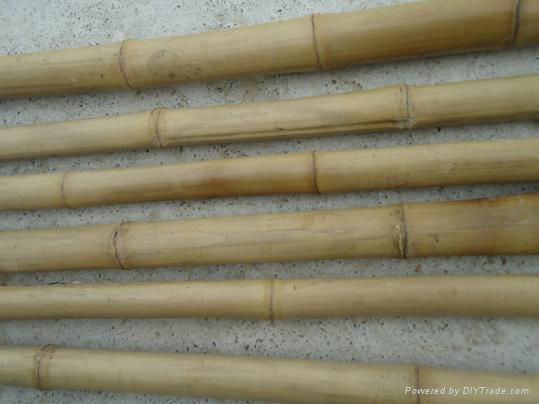 Bamboo poles 3