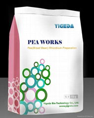 Pea(Broad Bean) Rhizobium Preparation