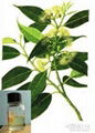 Eucalyptus oil 1