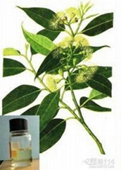 Eucalyptus oil