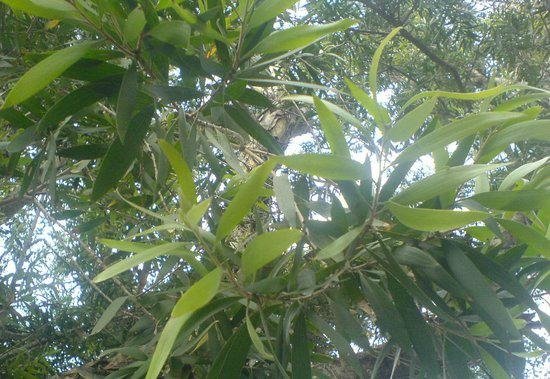 Eucalyptus oil 2