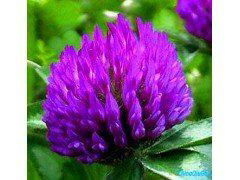 Red clover extract 3