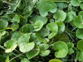 Centella Asiatica extract 1