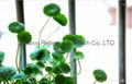 Centella Asiatica extract 2