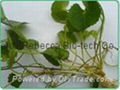 Centella Asiatica extract 3