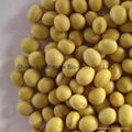 Soybean Extract  1