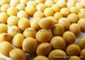 Soybean Extract  3