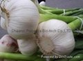 Garlic extract