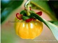  Garcinia Cambogia Extract