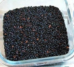 Black Rice Extract     