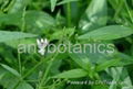 Andrographis Powder Extract