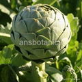 Artichoke extract