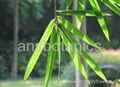 Bamboo Leaves Extract