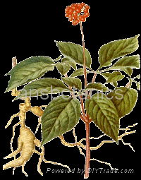 Ginseng Panax Extract