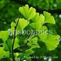 Ginkgo Biloba Extract