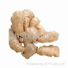 Ginger Extract