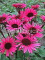 Echinacea Extract 1