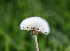 Dandelion Extract