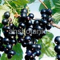 Black Currant Extract